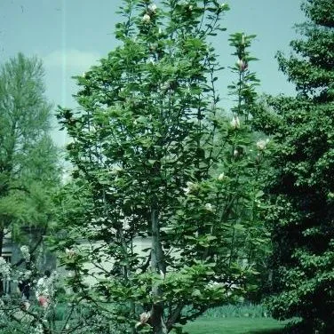 thumbnail for publication: Magnolia x soulangiana 'Picture' 'Picture' Saucer Magnolia